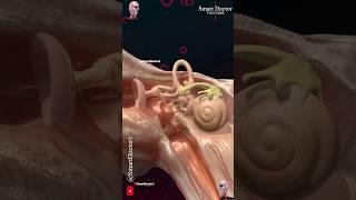 How the Ear Works?! 
