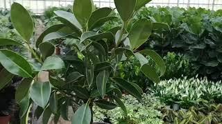 Ficus Elastica Melany Tree 100cm | Live from the Nursery Series