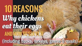 Why chickens eat their eggs, how to stop chickens from eating eggs