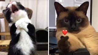 Compilation New Funniest Cat Videos  You laugh You Lose  Best of Funny Cat Videos 