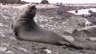 Cute Elephant Seal Pup Enjoys a Day at the Beach