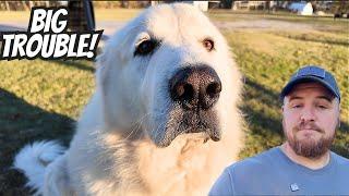 GIANT GUARD DOG Made a HUGE MISTAKE | I Can't Believe He Did This!