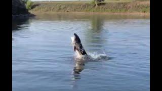 Team Rustic hooks a Sturgeon while striper fishing