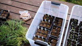 How to Grow Tomato & Cool Weather Crop Transplants Outdoors in Winter:  Growth Examples & Plants