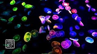 12 HRS Fall Asleep & Relaxation, Clockwise Moving Rainbow Monn Jellyfish with OceanSound.