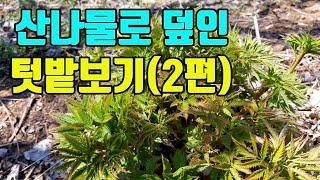 텃밭친구의 4월초 산나물텃밭모습 공개 (2편)