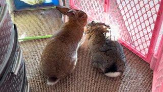 Watch This Rabbit Groom, No Matter What! 