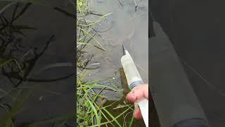 New Primitive Technology FISH TRAP with Fishing SR #short