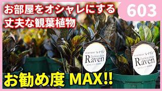 世界的に珍しいおしゃれな観葉植物 ザミオクルカス レイブンの育て方 ｂｙ園芸チャンネル 603 園芸 ガーデニング 初心者