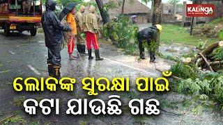 Tree cutting underway in Kendrapara ahead of Cyclone Dana landfall || Kalinga TV