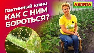 ПАУТИННЫЙ КЛЕЩ на баклажанах. Как его победить?