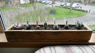 New Plants For Cacti And Succulents Trough (2019)