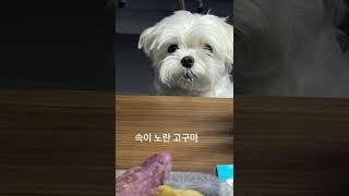 강아지는 고구마를 좋아해 ?