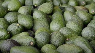 Keeping the yield – maintaining consistent supply of avocado