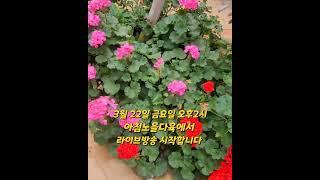 #아침노을다육에서 #오늘 #오후 2시 #라이브방송 #시작합니다 #아침노을다육에 #놀러오세요 #옹이 #마이진 #노래 #트로트 #가수 #좋아요