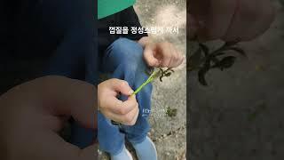 찔레꽃 이렇게 먹어요~ 연한 가지를 꺾어 껍질 제거 후 입속으로! #찔레꽃 #찔레꽃줄기 #찔레꽃먹는법 #자연먹거리 #추억의간식 #찔레꽃먹기 #풀뜯어먹기 #찔래꽃따기 #찔레줄기