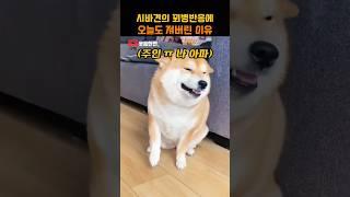 시바견의 꾀병반응에 주인이 오늘도 져버린 이유