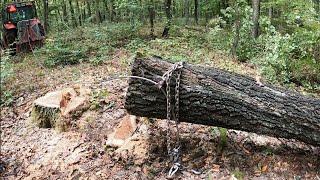 Logging up a hill in a new forest, Zetor Proxima, Stihl ms 462, Amles, Work in the forest