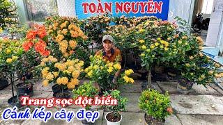 Trang sọc đột biến,cánh kép nhiều loại cây đẹp..09/11 0966705151.Toàn-Nguyễn