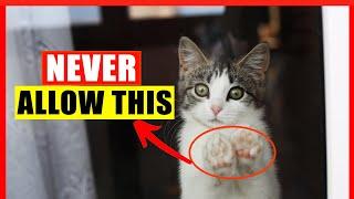 If You Have an Indoor Cat, Never Do THIS! (Common Indoor Cat Mistakes)