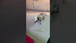 Angry Max  #labrador #dog #dogbreed #dogcomedy #funny #shorts ￼