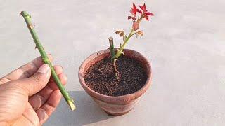 Grow rose cutting faster || Cutting plants growing easy and best ideas