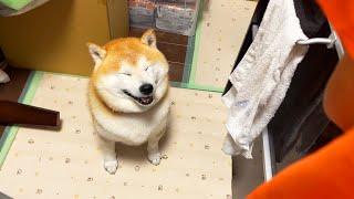 Shibe gets boiled egg as reward for surviving shampoo at pet hotel