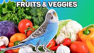 How to get your parakeet to eat fruits and veggies (Toxic Vs  Safe)