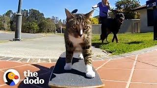 Most Talented Cats in the World | The Dodo