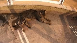 Homeless cat in Ras Al Khaimah, UAE: MICHAEL JACKSON #cat #cats #MichaelJackson #UAE #pets #pet #4u