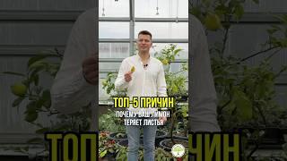 Почему лимон теряет листья? Причина No.3 #павловскийпитомник