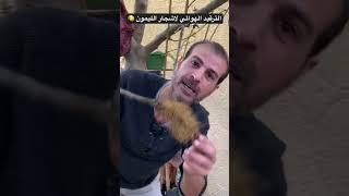 الترقيد الهوائي لاشجار الليمون  زراعة اشجار الليمون بالتجذير الهوائي بأسرع طريقة #زراعة #lemon