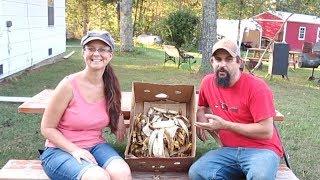 Banana Peel Fertilizer!  How to Turn Kitchen Waste into Compost Tea.