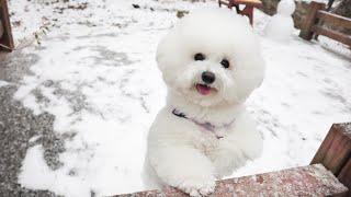 BICHON FRISE in the snow!? - The Cutest White Fluffy Dog