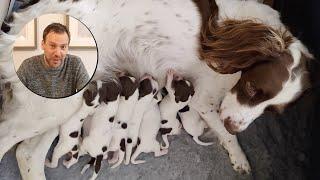 DOG BREEDING | EVERYTHING YOU NEED TO KNOW | BEGINNERS GUIDE