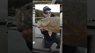 Catching TROPHY Smallmouth Bass  #fishing