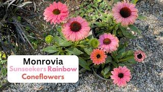 Monrovia Sunseekers Rainbow Coneflowers!