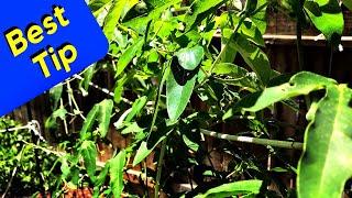 Passion Fruit Vine Care - Best Garden Tip (GROW FAST)