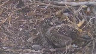 Little osprey chick makes big brother angry | Port Lincoln Osprey | Nov 8, 2024