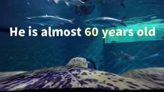 World Sea Turtle Day