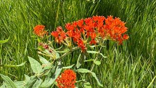 Lab Day - Butterfly Milkweed - part 1