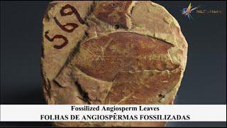Fossilized Angiosperm Leaves at The Museu Nacional - UFRJ