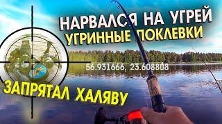 Поехал за судаком а наловил угрей. Угорь в июле на донки. КАК ЛОВИТЬ УГРЯ \ zutis cope Lielupē