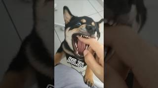 The fury of shiba inu is coming ️‍ #shiba #pets #funny #dog #dogs #狗狗 #柴犬 #宠物 #寵物 #搞笑 #shorts