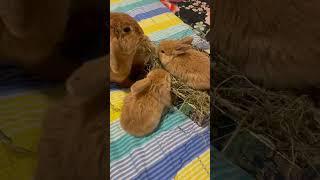 Eating with her babies #kidu #minilop #pet #babies #milan #food