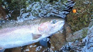 Steelhead bobber dogging (my version)