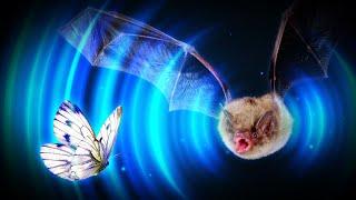 Are Bats Overpowered?