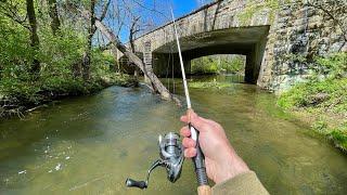 TROUT Fishing with $1 Lure (creek fishing)