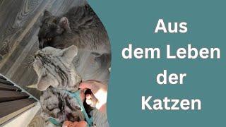 kurze Ausschnitte aus dem Leben und der Sicht der Katzen - Apollo und Cosmo