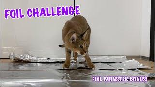 Foil Challenge! Can Ariel the Caracat Walk on Foil?